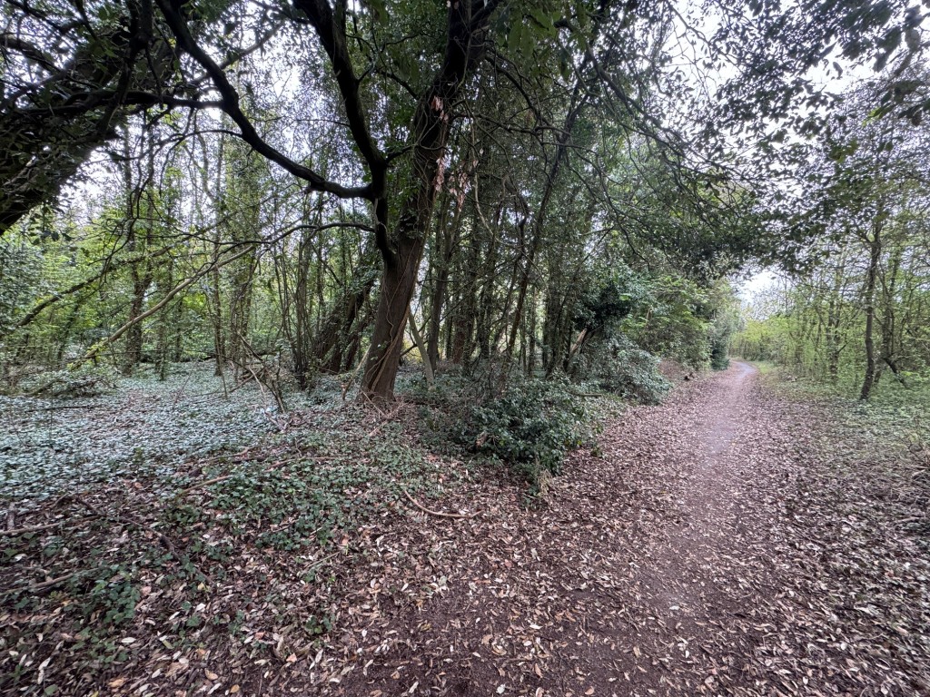 Lot: 7 - APPROXIMATELY 2.5 ACRES OF WOODLAND - woodland 3